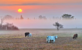 Sunrise Over Ground Fog And Cows P1150103-9