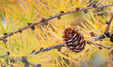 Autumn Tamarack Needles & Cone P1150688-9