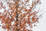 Winter Leaves DSCN02367-9
