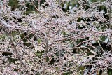 Ice-Coated Tree P1170422