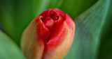 Winter Tulip P1170848