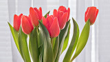 Red Tulips P1170860