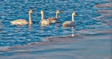 Four Swans A Swimming DSCN03050