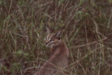 Caracal_4058