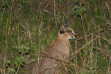 Caracal_4077