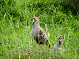 Red legged  partridge 294