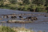 Wildebeest migration_4758