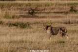 Cheetah_4962