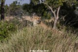 Cheetah_4993