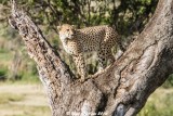Cheetah_5033