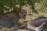 Cheetah_5371