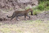 Leopard moving cubs_5450