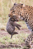 Leopard moving cubs_5478