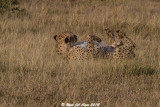 Cheetah_4964