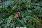 Brown capuchin_5983