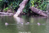 Giant River Otter_6529