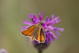 Large Skipper 0663.jpg