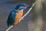 DSC_3396.jpg
