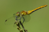 DSC_6462.jpg