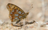 DSC_7471.jpg