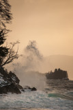 Shrine Spray-7452.jpg