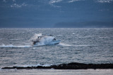 whale watching in the winter-2464.jpg