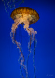 Red jelly-2409.jpg