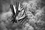 Swallowtail