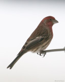 House Finch (male)