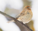 Just Another House Finch