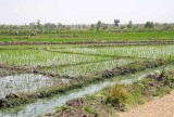Paddy fields, Boulgou Province, Burkina Faso, provided with water from the Balgré dam.