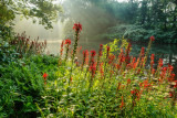 misty morning along the loyalhanna