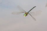 canada darner