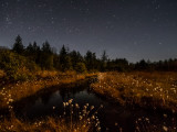meadow of stars