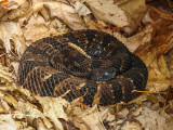 timber rattlesnake