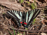 zebra swallowtail