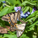 eastern tiger swallowtails
