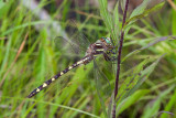 delta-spotted spiketail
