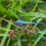 eastern pondhawk