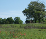 Sod House with Indian Paintbrush