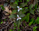 Painted Trillium