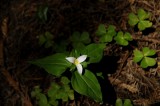 Trillium