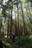 Redwoods Trail