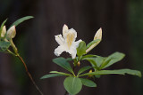 Yosemite Rhododendron