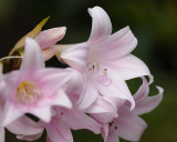 Amaryllis Belladonna