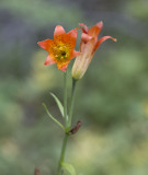 PCT Lily