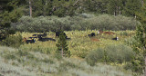 High Sierra Cows