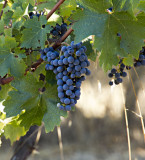 Future Wine