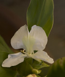 Fragrant Ginger