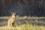 Bobcat